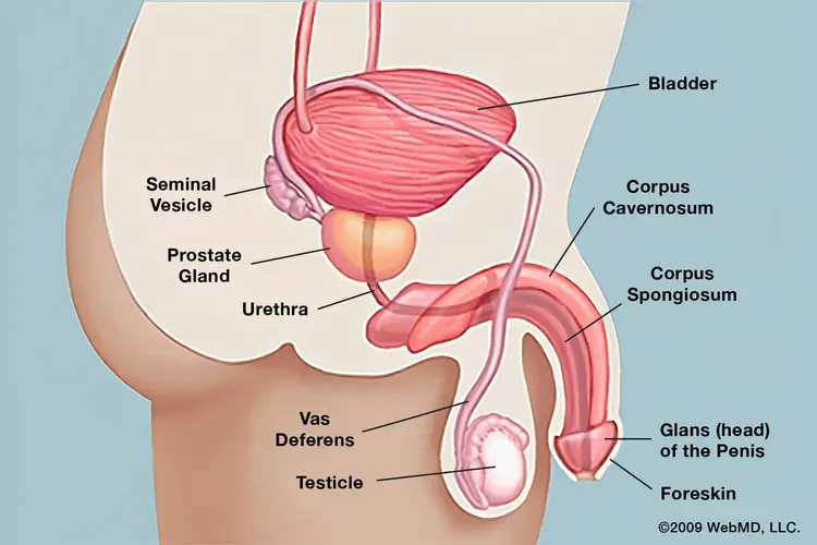 Penis