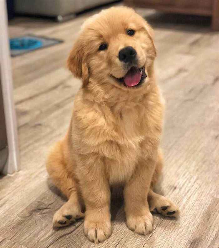 Golden retriever la gi